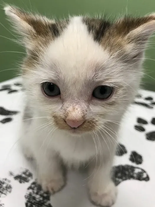 White Rose Veterinary Clinic 12