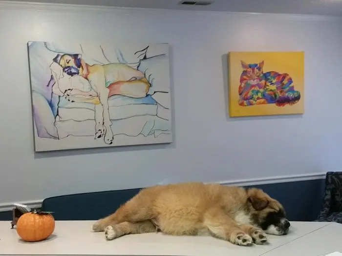 SOUTHERN CHARM ANIMAL HOSPITAL, LLC 12