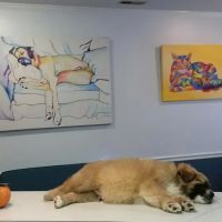 SOUTHERN CHARM ANIMAL HOSPITAL, LLC ico