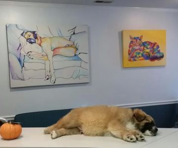 SOUTHERN CHARM ANIMAL HOSPITAL, LLC
