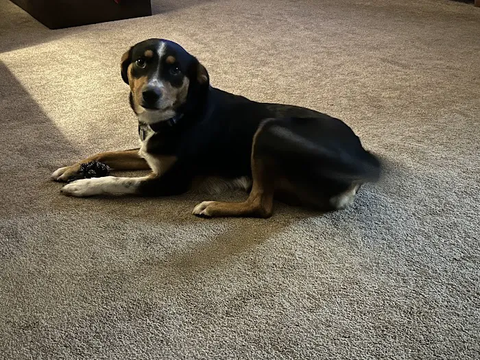 Brown Creek Animal Hospital 12