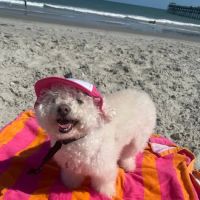 Brown Creek Animal Hospital ico