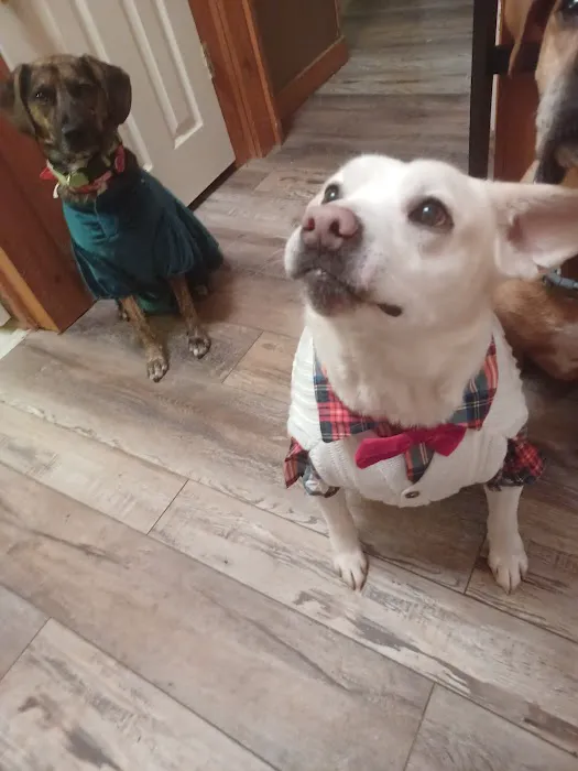 North Stanly Animal Clinic 9