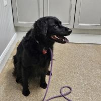 Fairview Veterinary Clinic ico