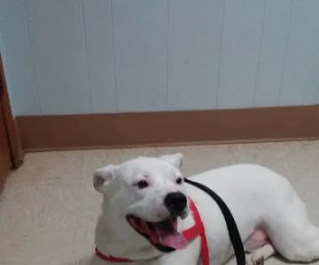 Montgomery Animal Clinic