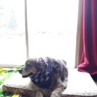 Veterinary House Calls ico