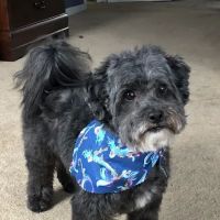 Animal Hospital Maple Orchard ico