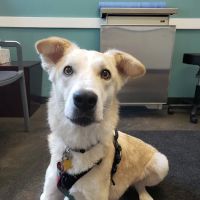 BluePearl Pet Neurology ico