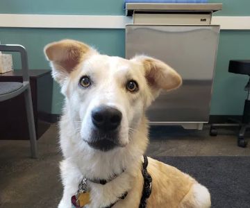 BluePearl Pet Neurology