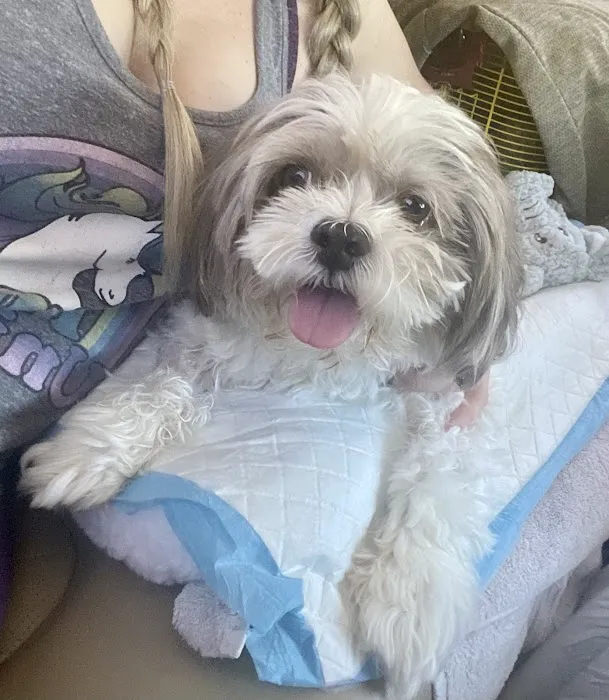 BluePearl Pet Neurology 4