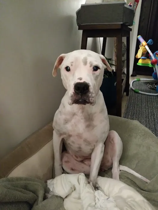 BluePearl Pet Neurology 9