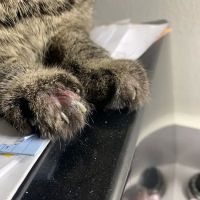 Companion Care Veterinary Hospital ico