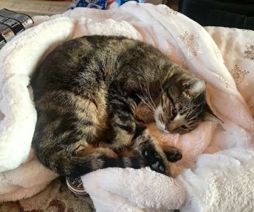 Franklin County Animal Medical Center