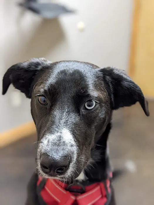 Franklin County Animal Medical Center 12