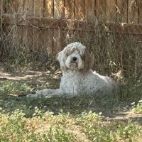 Layton Veterinary Hospital, A Thrive Pet Healthcare Partner ico