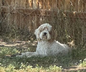 Layton Veterinary Hospital, A Thrive Pet Healthcare Partner