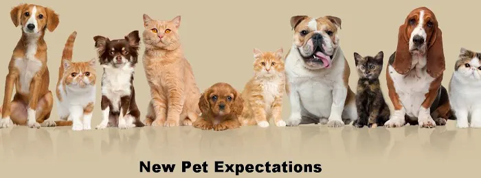 Layton Veterinary Hospital, A Thrive Pet Healthcare Partner 6