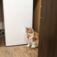 Hill AFB Vet Clinic ico