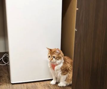 Hill AFB Vet Clinic