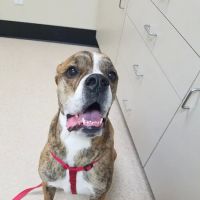Clearfield Veterinary Clinic P.C. ico