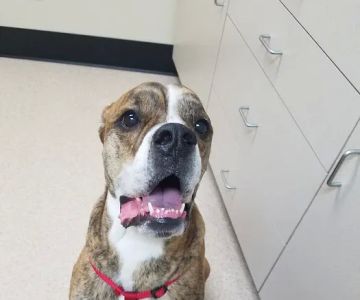 Clearfield Veterinary Clinic P.C.
