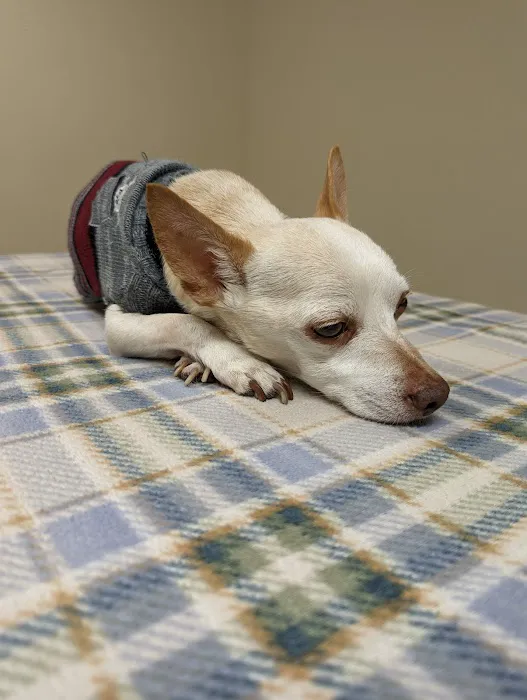Clearfield Veterinary Clinic P.C. 4
