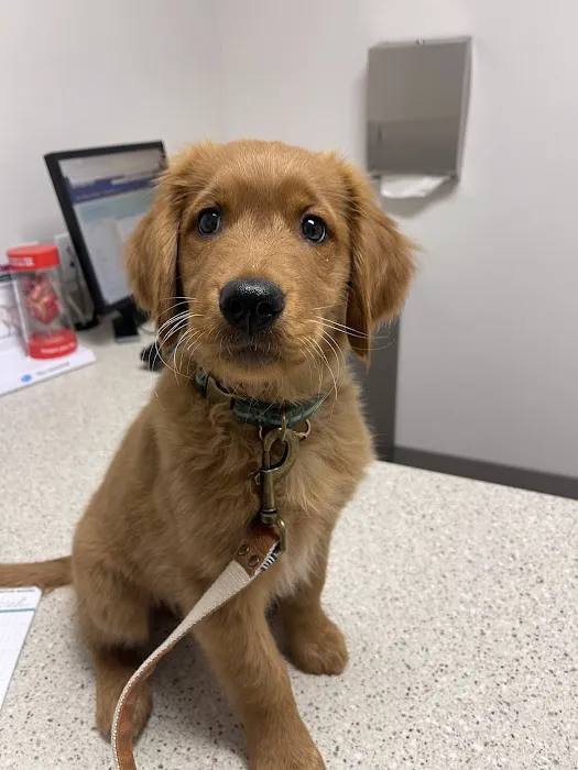 Antelope Animal Hospital 1