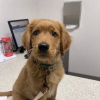 Antelope Animal Hospital ico