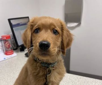 Antelope Animal Hospital