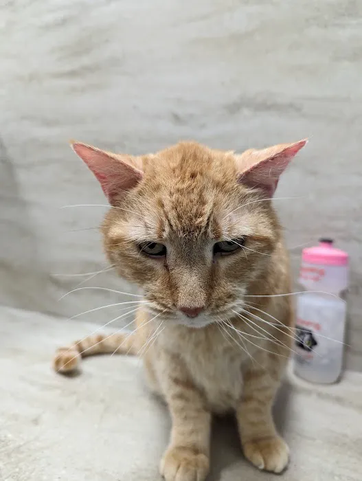 Horizon Ridge Animal Hospital 6