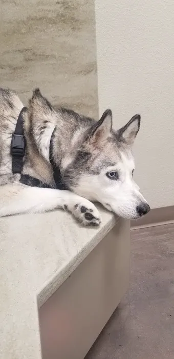 Horizon Ridge Animal Hospital 3
