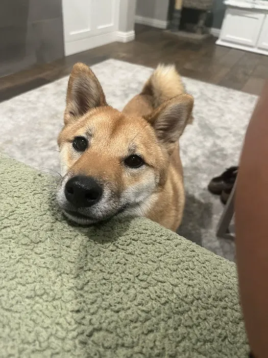 Horizon Ridge Animal Hospital 2
