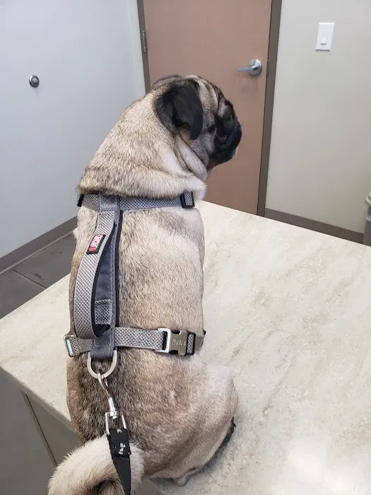Horizon Ridge Animal Hospital 7