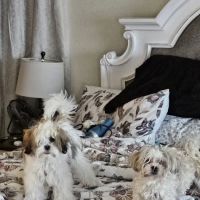 Banfield Pet Hospital ico