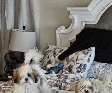 Banfield Pet Hospital