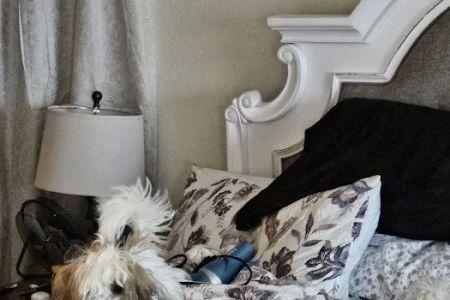 Banfield Pet Hospital