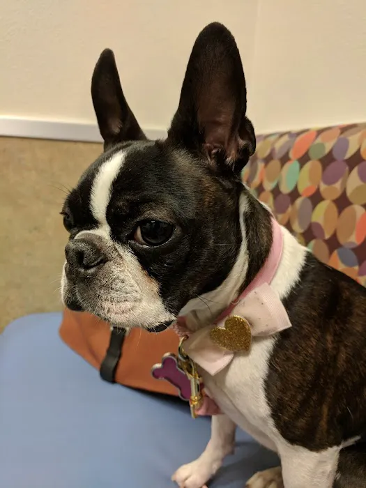 Aliante Animal Hospital 12