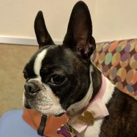 Aliante Animal Hospital ico