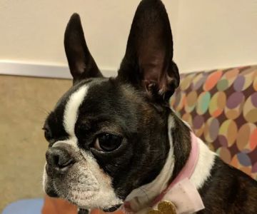 Aliante Animal Hospital