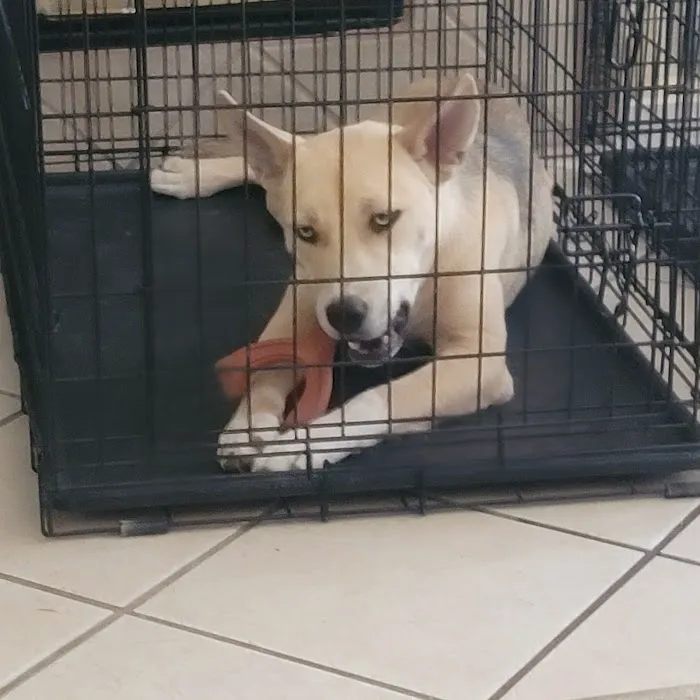 Aliante Animal Hospital 12