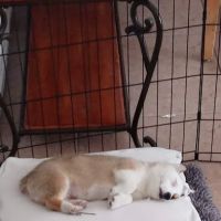 Vetco Total Care Animal Hospital ico