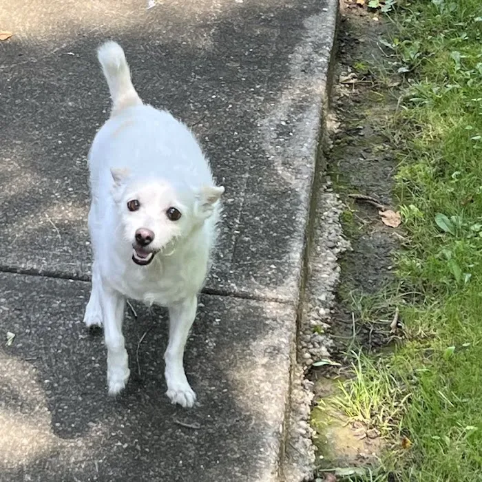 Grand Montecito Animal Hospital 12
