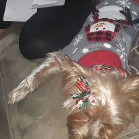 Grand Montecito Animal Hospital ico