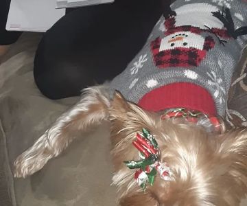 Grand Montecito Animal Hospital