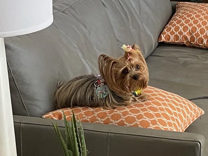 Grand Montecito Animal Hospital 12