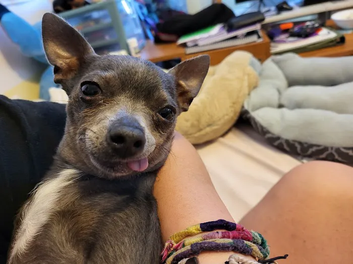 Grand Montecito Animal Hospital 12