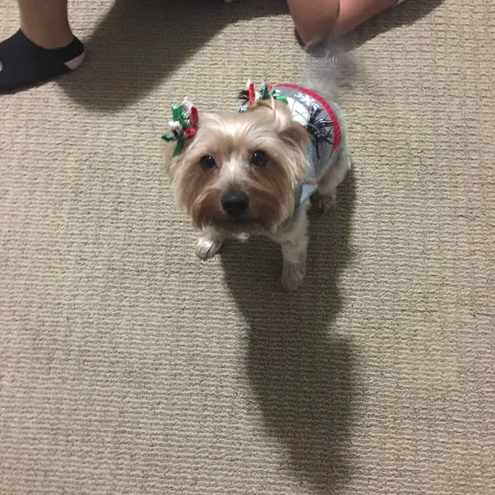 Grand Montecito Animal Hospital 12