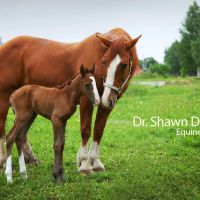 Dr. Shawn D. Frehner ico