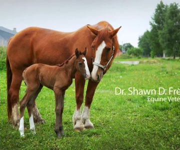 Dr. Shawn D. Frehner