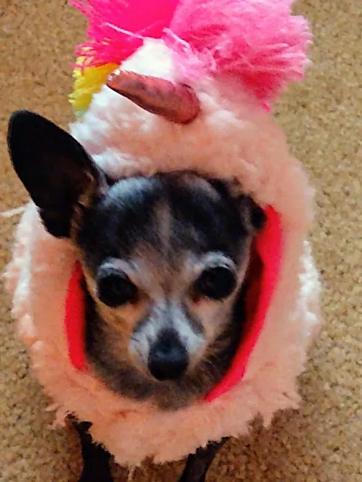 Banfield Pet Hospital 12